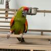 Red front macaw