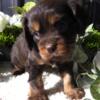 Cavalier King Charles Spaniel Puppies AKC (Dora's)