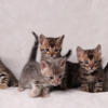 Bengal Kittens 5 wks old