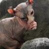 Sphynx and Elf Female Cats Available