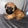 Shihpoo puppy ready now