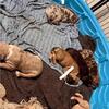 Merle Bully Puppies