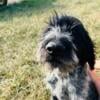 Free German Wirehaired Pointer Puppy