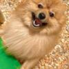 2 male pure bred Pomeranians