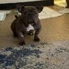 Female exotic bully