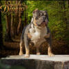 Adult American Bully