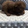 Red fox kits