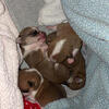Chihuahua puppies