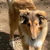 Collie Puppy