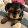 Yorkies (male) 