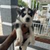 Siberian husky puppy