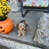 Yorkie puppy for sale