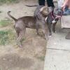 CLASSIC BLUENOSE AMERICAN BULLY  STUD