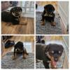 AKC Rottweiler Puppies For Sale