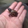 Eastern Box Turtles New born, 1,2, and 3 year old  for sale