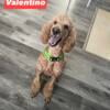 Valentino, Male Poodle Available as a Pet or Stud