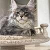 European Maine Coon Male Kitten – Blue Silver Classic Tabby