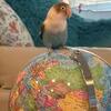 Rehoming Lovebird