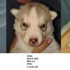 AKC Siberian Husky Champion lines