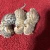 Bengals ready  April/May txt/call 740 412 1659