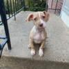 American pitbull, terrier, puppy 1 girl available