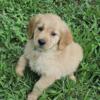 AKC Golden Retriever puppies ready to go home