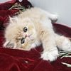 CFA ,TICA REG. Persians and Himalayans Available