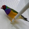 Show Quality Euro Gouldians Available