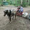 Team of ponies with wagon and harness 