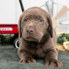 Adorable AKC Silver Lab Puppies