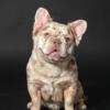 FRENCH BULLDOG  STUD