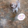 Toy female poodle wants to be spoiled 