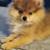 Gorgeous AKC Registered Pomeranian