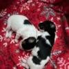 AKC papillon pups for new homes!