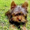 Chocolate Standard Yorkie STUD ONLY!