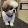 Pekingese puppies