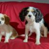 3 cavalier King Charles spaniel puppies   2 chinese shar pei / cocker spaniel mixed puppies.  Toy poodle male