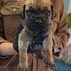 Cane Corso Puppies 