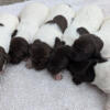 AKC German Shorthair Puppies Great Hunting and Family Companions Ready 10/27/24 5 Females, 2 Males GAFC/NAFC Bloodlines