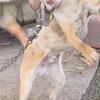 Nalc registered male catahoula 