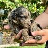 AKC Moyen Poodles Unique Merle DNA tested 