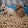 Chow Chow puppies for sale