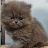 SOLD Blue Female Persian Kitten