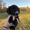 Cardigan Corgi and Golden Retriever Mix Male