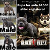 American Bullies 