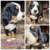 Akc registered bernese mountain dog puppies