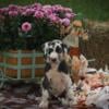 AKC Registered Great Dane Puppies