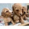 Goldendoodle and Golden Mountain Doodle Puppies