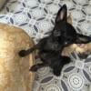 Yorkie-Pug mix puppy looking for fur ever loving home