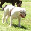 American Bulldog Female 2 20 wks old